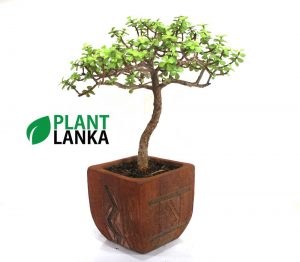 Bonsai, indoor and cactus plants delivery in Sri Lanka