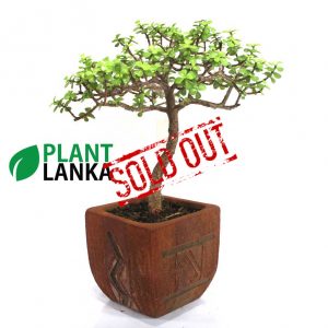 Largest bonsai plant collection in sri lanka