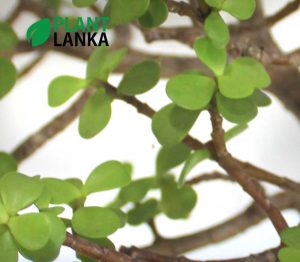 Bonsai, indoor and cactus plants delivery in Sri Lanka