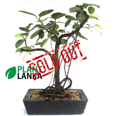 Buy this nuga bonsai tree an learn to grow a bonsai tree