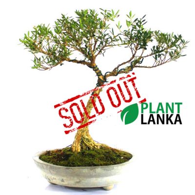 Plant Lanka - Deliver premium plants in Sri Lanka
