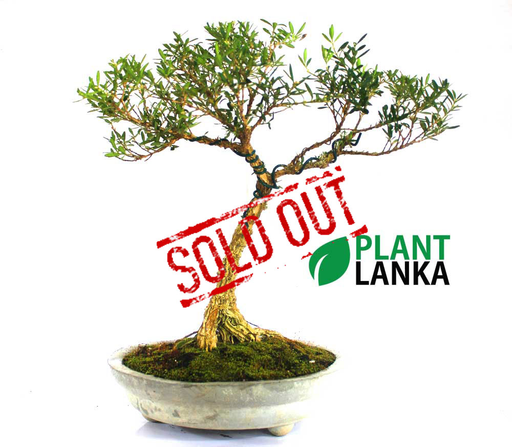 Plant Lanka - Deliver premium plants in Sri Lanka Plant Lanka - Deliver premium plants in Sri Lanka
