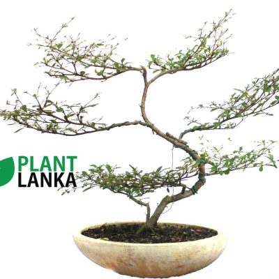 Bonsai, indoor and cactus plants delivery in Sri Lanka