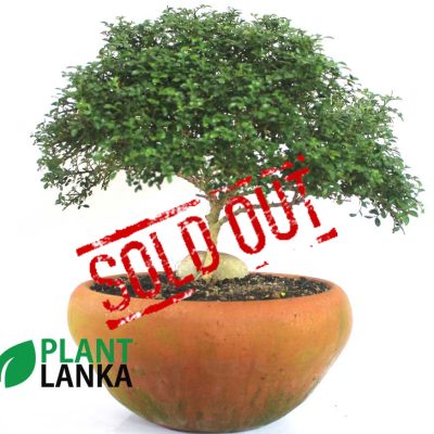 Bonsai, indoor and cactus plants delivery in Sri Lanka