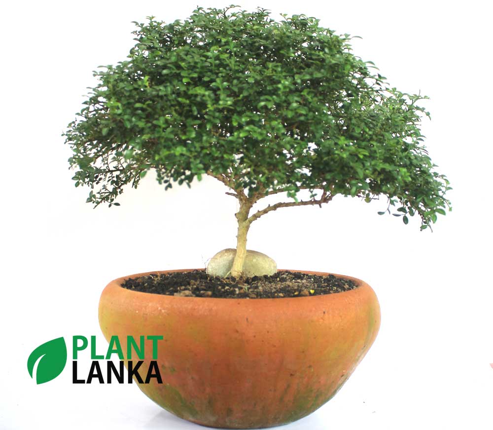 Bonsai, indoor and cactus plants delivery in Sri Lanka