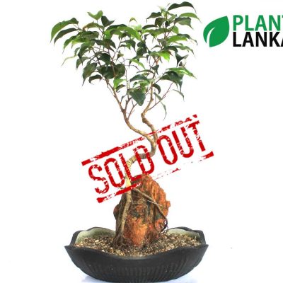 Unique gifts for any occasion - bonsai plants