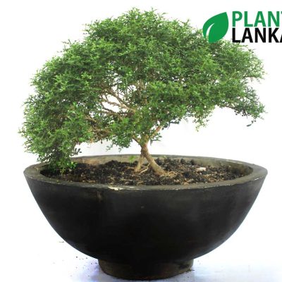 Bonsai, indoor and cactus plants delivery in Sri Lanka