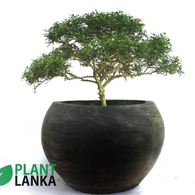 Bonsai, indoor and cactus plants delivery in Sri Lanka