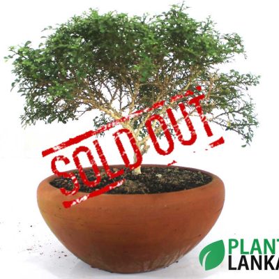 Plant Lanka - Deliver premium plants in Sri Lanka