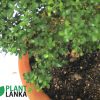 Bonsai, indoor and cactus plants delivery in Sri Lanka