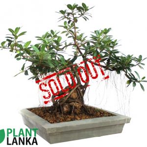Plant delivery in sri lanka specially bonsai plants