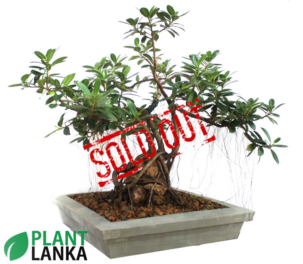 Plant delivery in sri lanka specially bonsai plants Plant delivery in sri lanka specially bonsai plants