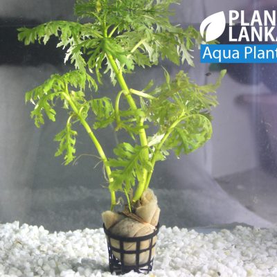 Aquatic plants / Under water plants for aquarium