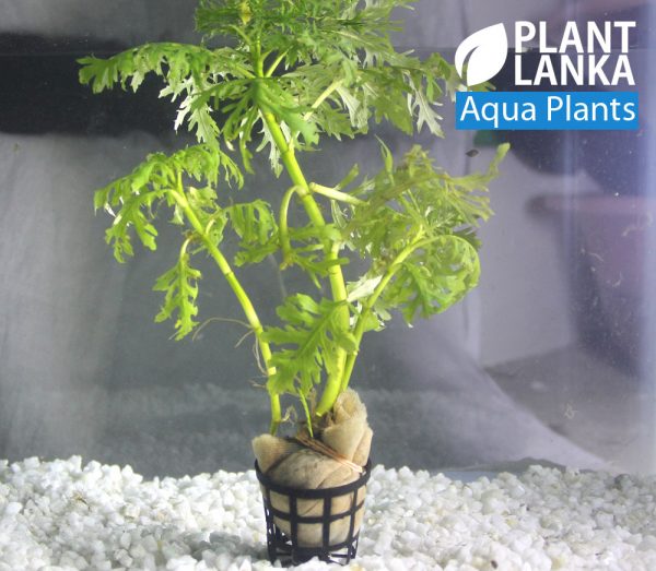 Aquatic plants / Under water plants for aquarium