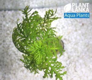 Aquatic plants / Under water plants for aquarium
