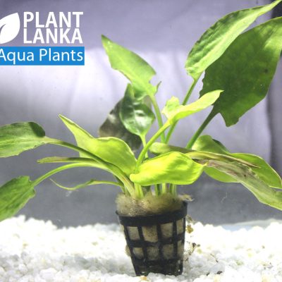 Aquatic plants / Under water plants for aquarium