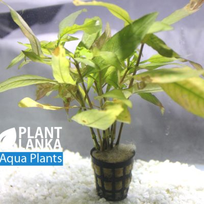 Aquatic plants / Under water plants for aquarium
