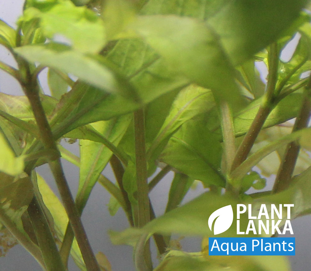 Aquatic plants / Under water plants for aquarium