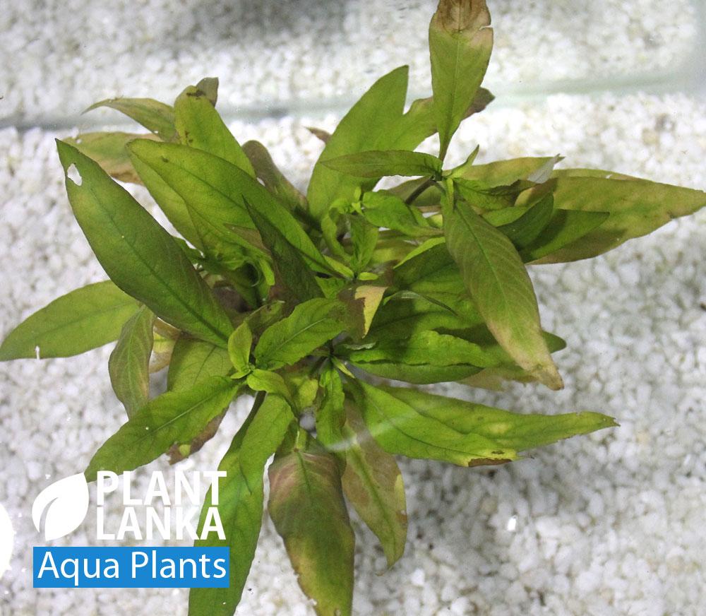 Aquatic plants / Under water plants for aquarium
