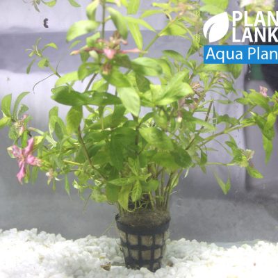 Aquatic plants / Under water plants for aquarium