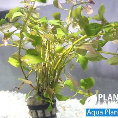 Aquatic plants / Under water plants for aquarium
