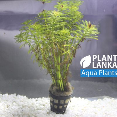 Aquatic plants / Under water plants for aquarium