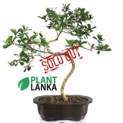 Nuga (නුග) Bonsai Plant 5-6 years old