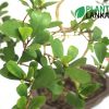 Plant Lanka - Deliver premium plants in Sri Lanka