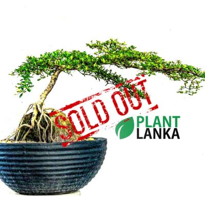 Unique gifts for any occasion - bonsai plants
