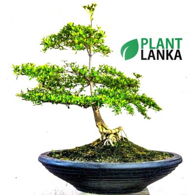 Bonsai, indoor and cactus plants delivery in Sri Lanka