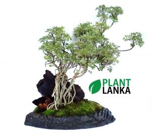 Plant Lanka - Deliver premium plants in Sri Lanka