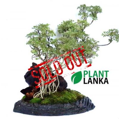 Largest bonsai plant collection in sri lanka