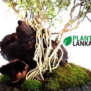 Plant Lanka – Deliver premium plants in Sri Lanka
