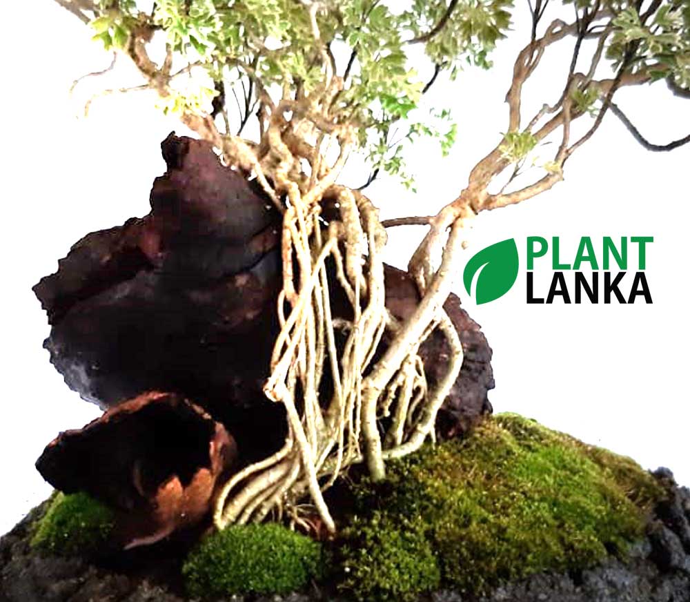 Plant Lanka - Deliver premium plants in Sri Lanka