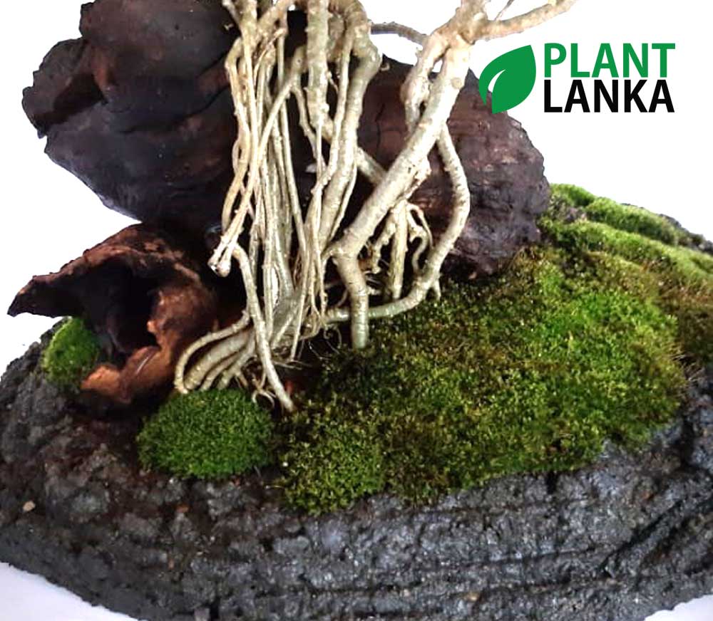Plant Lanka - Deliver premium plants in Sri Lanka