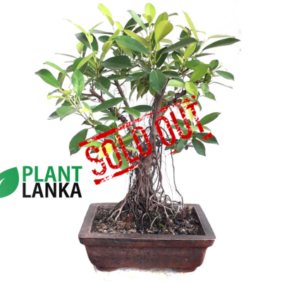 Bonsai, indoor and cactus plants delivery in Sri Lanka
