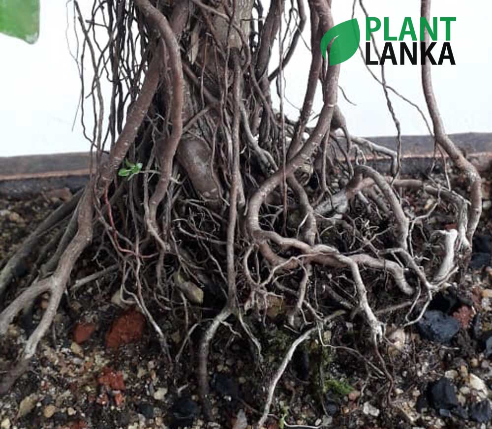 Bonsai, indoor and cactus plants delivery in Sri Lanka