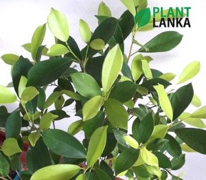 Bonsai, indoor and cactus plants delivery in Sri Lanka
