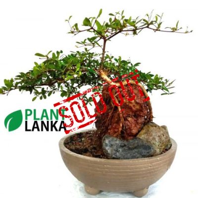 Plant Lanka - Deliver premium plants in Sri Lanka