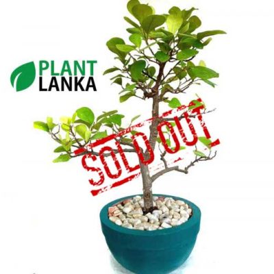 Largest bonsai plant collection in sri lanka