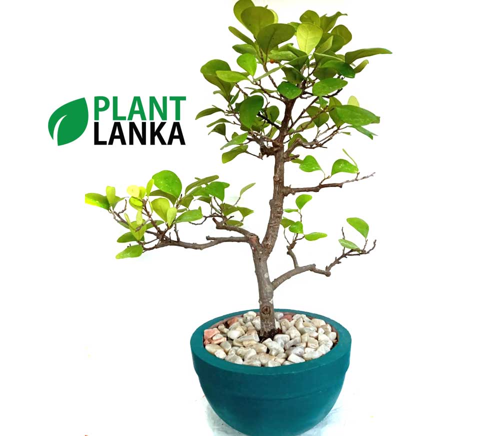 Bonsai, indoor and cactus plants delivery in Sri Lanka