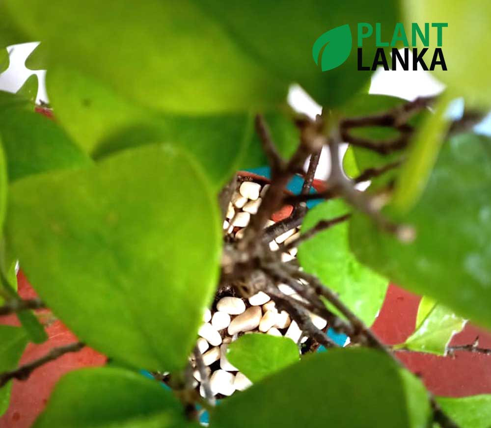Bonsai, indoor and cactus plants delivery in Sri Lanka