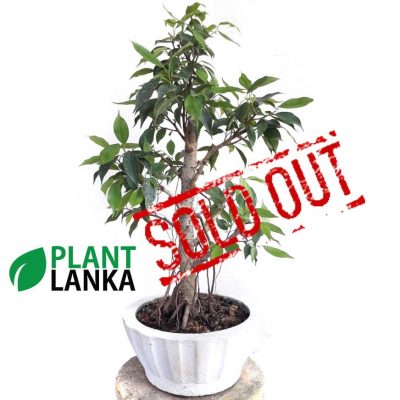 Plant Lanka - Deliver premium plants in Sri Lanka