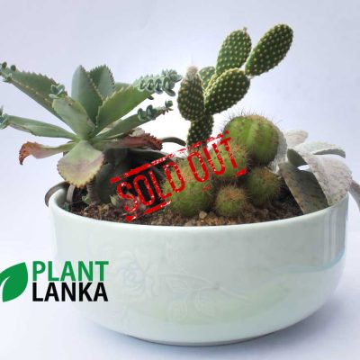 Cactus forest in a ceramic pot (කැක්ටස් වර්ග 6 ක එකතුව)