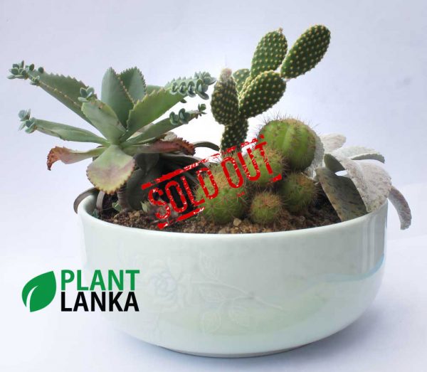Cactus forest in a ceramic pot (කැක්ටස් වර්ග 6 ක එකතුව)