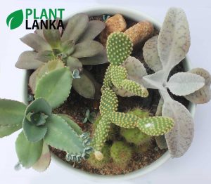 Plant lanka Cactus plant delivery as a gift