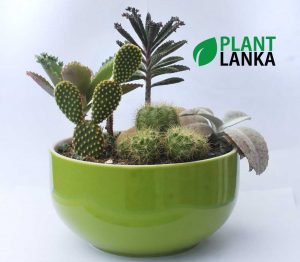 Plant lanka Cactus plant delivery as a gift