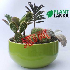 Cactus forest in a green ceramic pot (කැක්ටස් වර්ග 7 ක එකතුව)