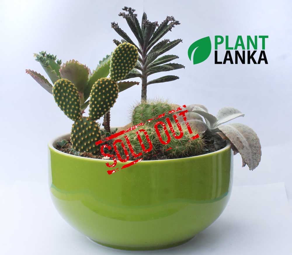 Cactus forest in a green ceramic pot (කැක්ටස් වර්ග 7 ක එකතුව) Cactus forest in a green ceramic pot (කැක්ටස් වර්ග 7 ක එකතුව)