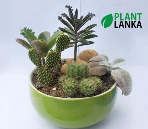 Plant lanka Cactus plant delivery as a gift